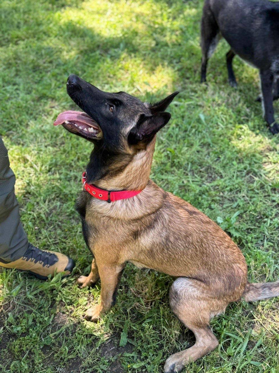 Pastor belga malinois de pelo cuidado