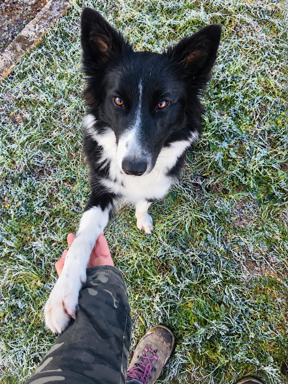 Border collie dando la pata a su educadora