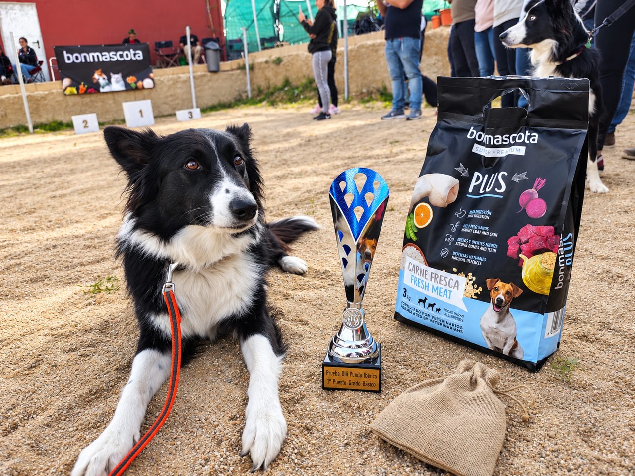 Border collie posando con su trofeo