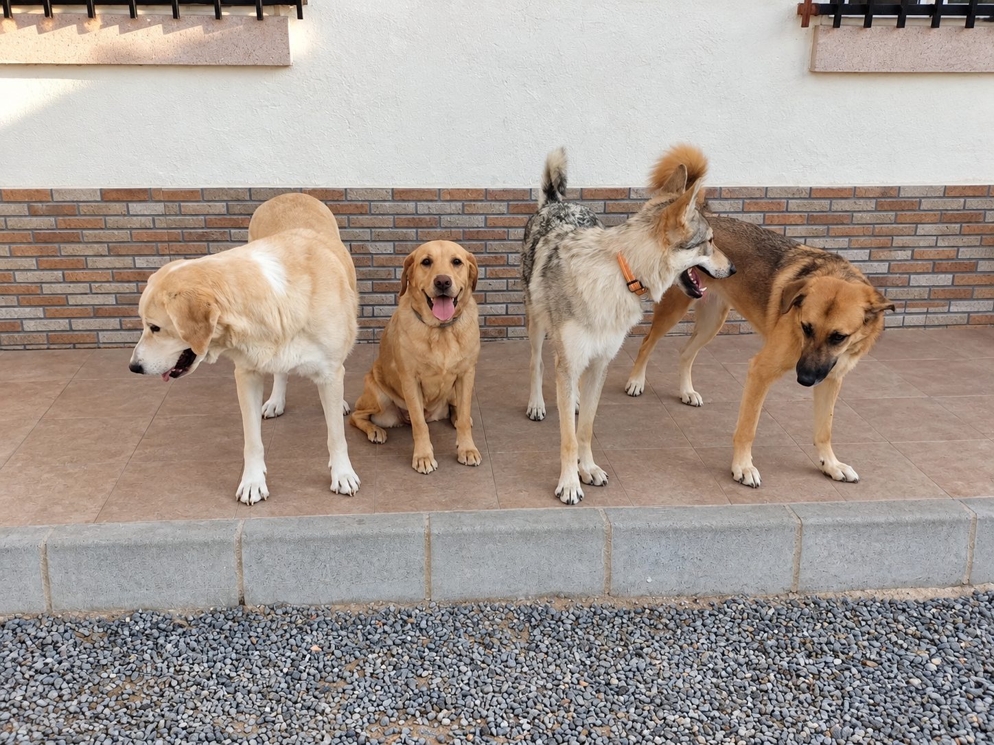 Cinco perros de distintas razas juntos a la entrada del centro
