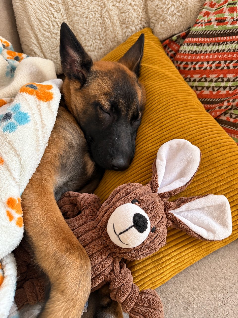 Pastor belga malinois dormido abrazado a su peluche