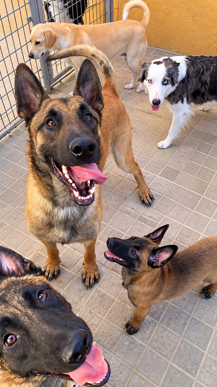 Pastor belga malinois con el resto del grupo en la zona interior