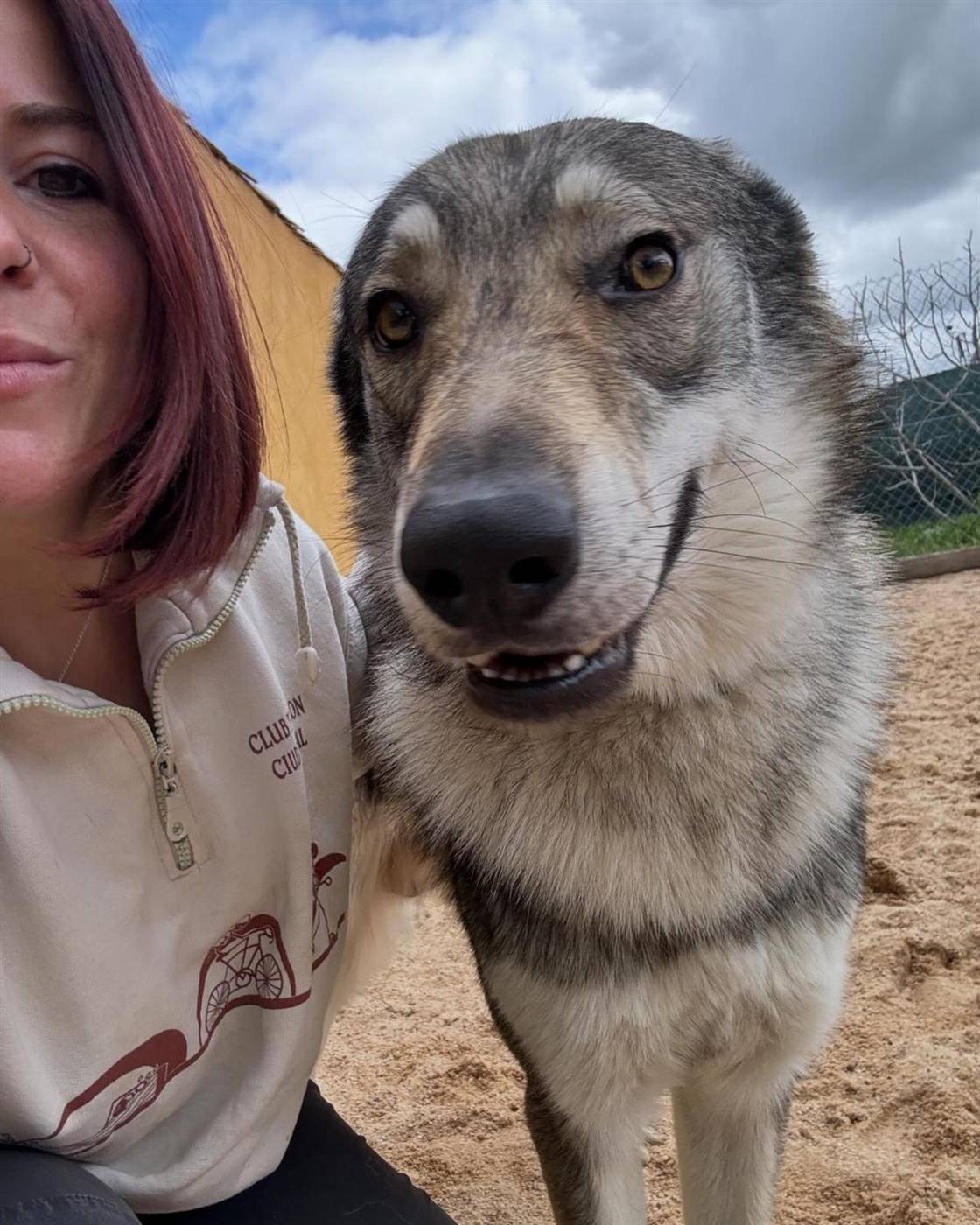 Perro tipo lobo con su cuidadora