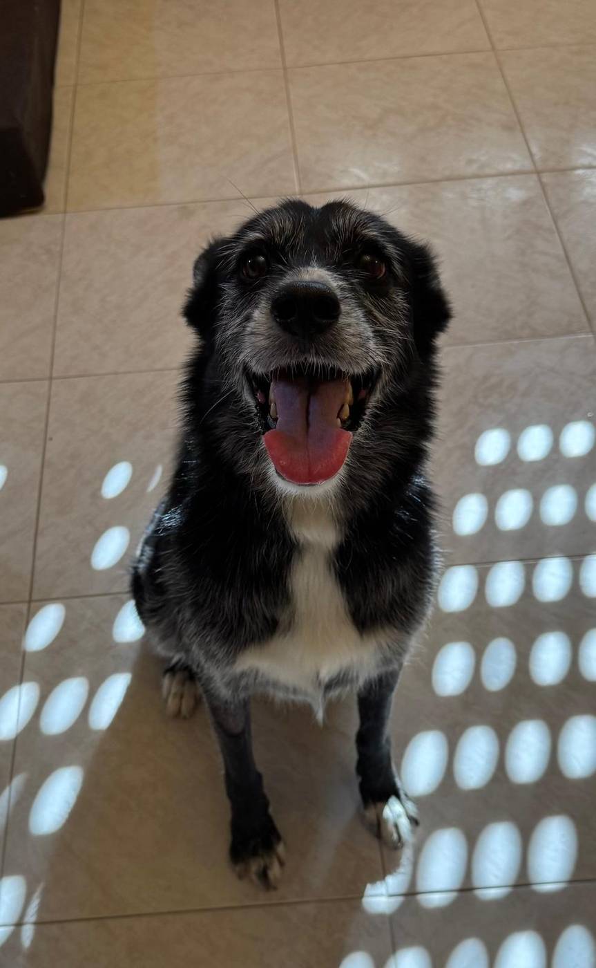 Perro contento en la guardería