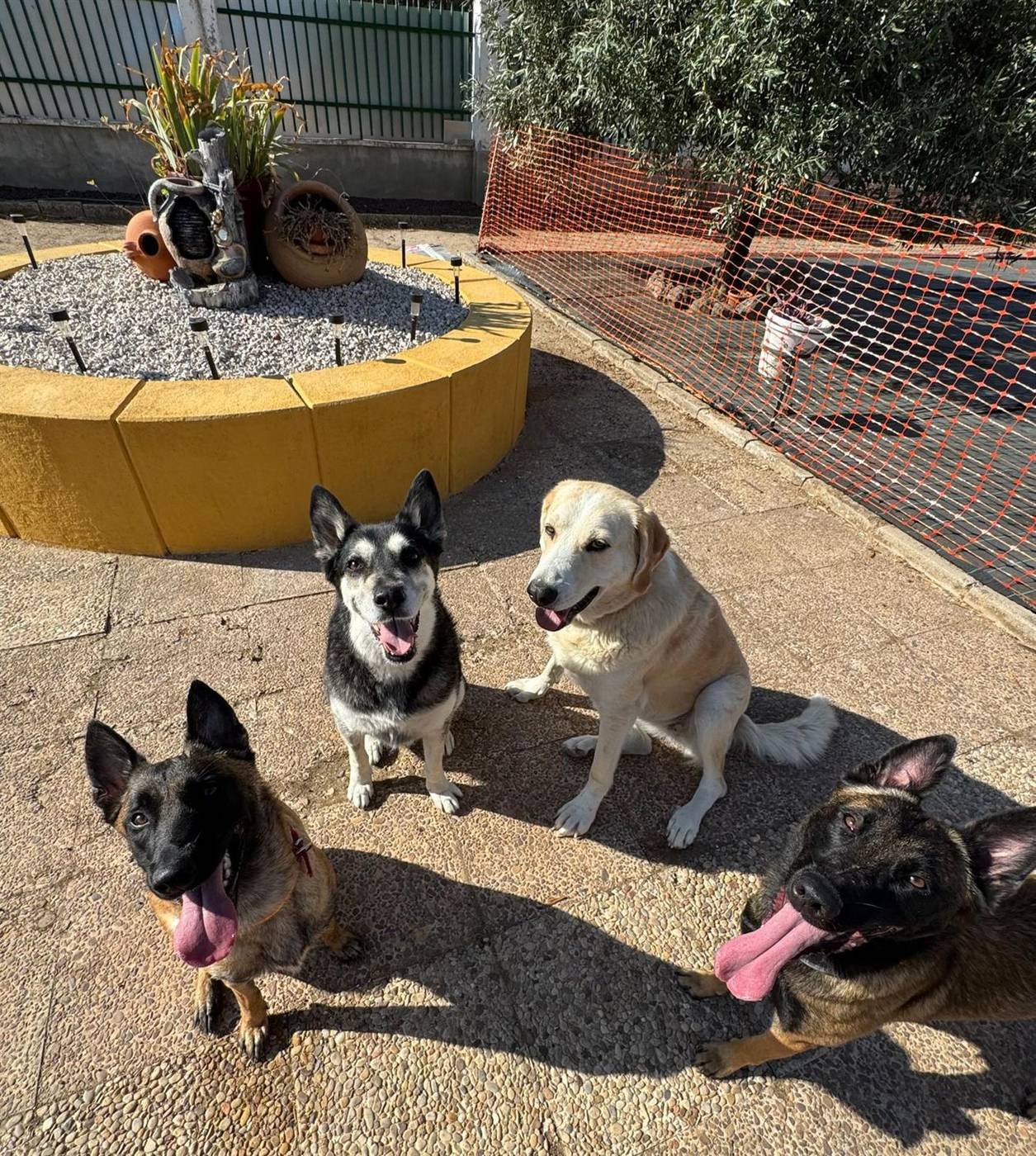 Perros tomando el sol en el patio de la guardería